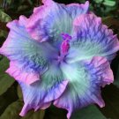 Best Sell 20 of Blue Pink Purple Hibiscus Seeds Perennial Flowers Flower