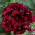 Best Sell 10 of Dark Burgundy Geranium Seeds Hanging Basket Perennial Flowers