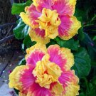 Best Sell 20 of Double Pink Yellow Hibiscus Seeds Hardy Flower Garden Exotic