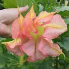 Best Sell 10 of Double Yellow Orange Angel Trumpet Seeds Brugmansia Datura