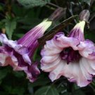 Best Sell 10 of Double Purple Angel Trumpet Seeds Tropical Flowers Flower