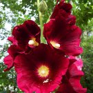 Best Sell 25 of Burgundy Red Hollyhock Seeds Perennial Flower Flowers