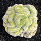 Best Sell 10 of Green Brain Cactus Seeds Heat Rare Succulents Flower Desert