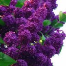 Best Sell 25 of Dark Purple Lilac Seeds Tree Fragrant Flowers Perennial Flower