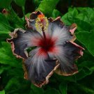 Best Sell 20 of Black Pink Purple Hibiscus Seeds Perennial Flower Flowers Seed
