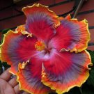Best Sell 20 of Red Orange Purple Hibiscus Seeds Flower Seed Flowers Perennial