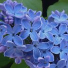 Best Sell 25 of Blue Lilac Seeds Tree Fragrant Flowers Flower Perennial Seed