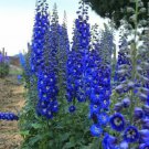Best Sell 50 of Bright Blue Delphinium Mix Seeds Perennial Seed Flower Flowers