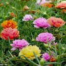 Best Sell 100 of Double Mix Moss Rose Seeds Flower Perennial Flowers Seed