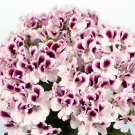 Best Sell 10 of White Purple Geranium Seeds Perennial Flower Seed Flowers