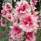 Best Sell 25 of Pink White Hollyhock Seeds Perennial Giant Seed Flower Flowers