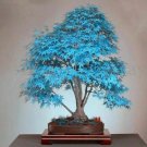 Best Sell 20 of bonsai blue maple tree Seeds sky blue