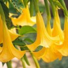Best Sell Best Sell 10 of Yellow Angel Trumpet Seeds Flower Fragrant Flowers Seed