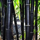 Best Sell Best Sell 50 of Timor Black Bamboo Seeds Privacy Seed Garden Clumping