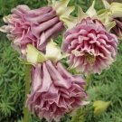 Best Sell Best Sell 50 of Double Rose Columbine Seeds Flower Perennial Flowers Seed