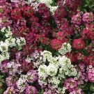 Best Sell 50 of Red Mix Alyssum Seeds Carpet Flower Sweet Flowers Seed Bloom