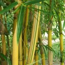 Best Sell 50 of China Gold Bamboo Seeds Privacy Garden Clumping Seed Shade