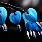 Best Sell 25 of Blue Bleeding Heart Seeds Flowers Seed Shade Flower Garden