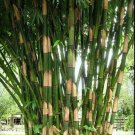Best Sell 50 of Giant Atter Bamboo Seeds Privacy Garden Clumping Exotic Shade