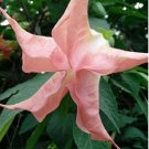 Best Sell 10 of Pink Angel Trumpet Seeds, Brugmansia Datura Flower Fragrant