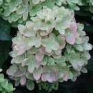 Best Sell 5 OF Green Pink Hydrangea Seeds, Perennial Hardy Flowers Seed Flower