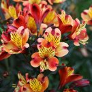 Best Sell 20 of Orange Yellow Alstroemeria Lily Seeds, Flowers Flower Perennial