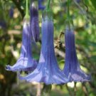Best Sell 10 of Blue Angel Trumpet Seeds, Tropical Flowers Flower Fragrant Small Shrub