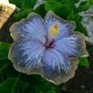 Best Sell 20 of Blue Silver Gray Hibiscus Seeds, Flower Perennial Flowers Seed