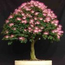 Best Sell 5 of Dwarf Pink Mimosa Tree Seeds, Silk Tree Albizia julibrissin Perennial