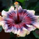 Best Sell 20 of Cream Pink Purple Hibiscus Seeds Flower Seed Flowers Perennial