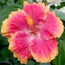 Best Sell 20 of Pink Orange Tips Hibiscus Seeds, Perennial Flower Flowers Seed