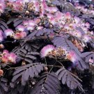 Best Sell 5 of Summer Chocolate Mimosa Tree Seeds, Silk Tree Albizia julibrissin Seed