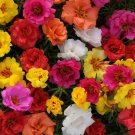 Best Sell 100 of Happy Hour Mix Moss Rose Seeds, Flower Perennial Flowers Seed