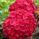 Best Sell 5 of Red Hydrangea Seeds, Perennial Hardy Garden Shrub Bloom Flower Seed