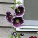 Best Sell 25 of Purple White Hollyhock Seeds, Perennial Giant Flower Garden Seed