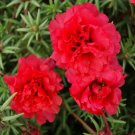 Best Sell 100 of Double Red Moss Rose Seeds, Flower Perennial Flowers Seed