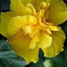 Best Sell 20 of Rare Double Yellow Hibiscus Seeds, Giant Dinner Plate Flower