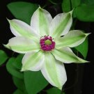 Best Sell 25 of Green White Clematis Seeds, Flowers Bloom Perennial Flower Seed