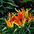 Best Sell 25 of Medusa Ornamental Pepper Seeds, Annual Spicy Seed Plant Perennial