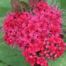 Best Sell 100 of Bright Red Spiraea Seeds, Steepltbrush Flower Perennial