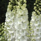 Best Sell 50 of White Delphinium Seeds, Perennial Garden Flower Flowres Bloom