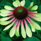 Best Sell 50 of Green Pink Coneflower Seeds, Echinacea Flower Perennial Flowers