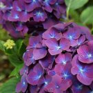 Best Sell 5 of Purple Blue Hydrangea Seeds, Perennial Hardy Garden Shrub Bloom Flower