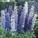 Best Sell 50 of Blue Mix Delphinium Seeds, Perennial Garden Flower Bright Seed