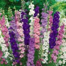 Best Sell 50 of Bright Mix Delphinium Seeds, Perennial Garden Flower Seed Flowers