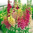 Best Sell 50 of Bright Mix Foxglove Seeds, Perennial Flowers Bloom Flower Seed