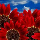 Best Sell 50 of Red Sunflower Seeds, Red Sun, Heirloom Flower Seeds, Many Branches & Blooms