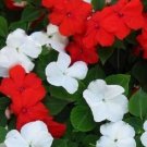Best Sell 50 of Impatiens Seeds, Red & White Impatiens Seed, Non-Gmo Heirloom Annual Flower