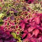 Best Sell 50 of Mixed Coleus Seeds, Foliage Plant Seeds, Non-Gmo Heirloom Flower Seeds
