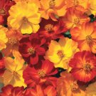 Best Sell 400 of Mixed Cosmos Seed, Fiery Sunset, Sulfur Cosmos, Shorter Variety, Bulk Seed